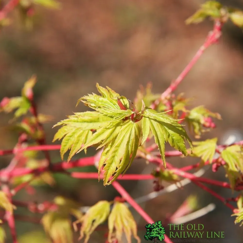 Acer Palmatum 'Sango-Kaku' 7.5Ltr Pot