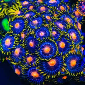 Blow Pop Zoanthid Coral