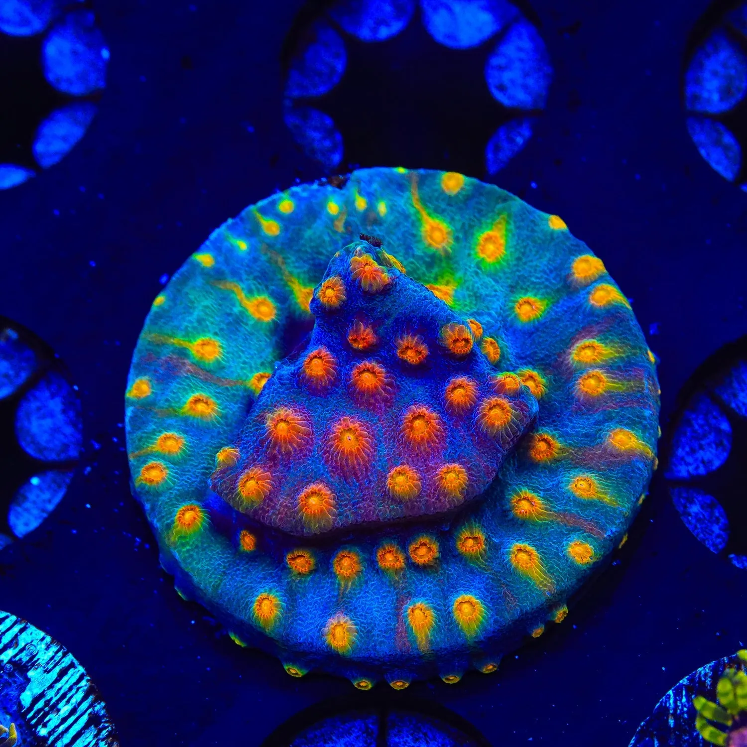 CB Monet Madness Cyphastrea Coral