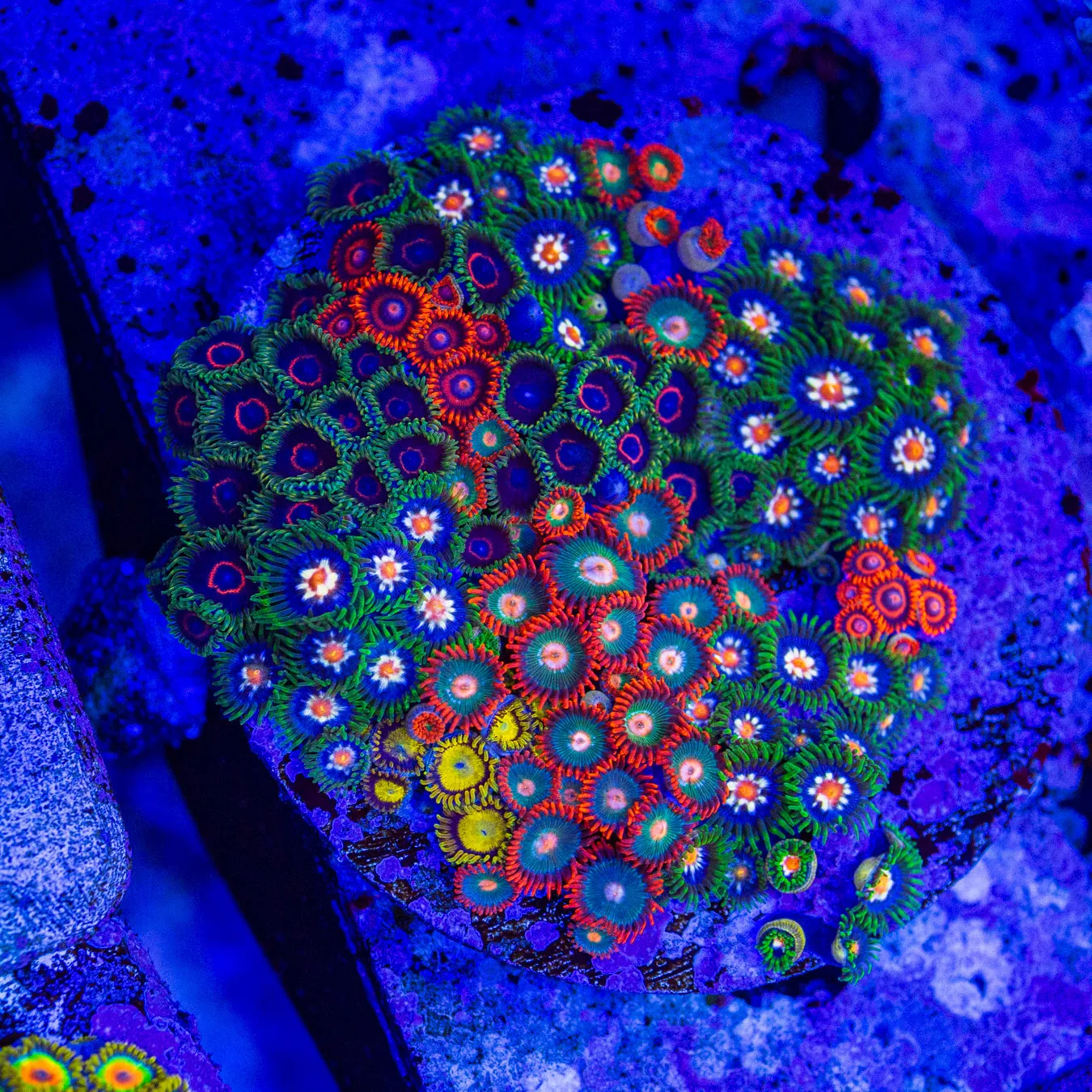 Combo Zoanthid Rock