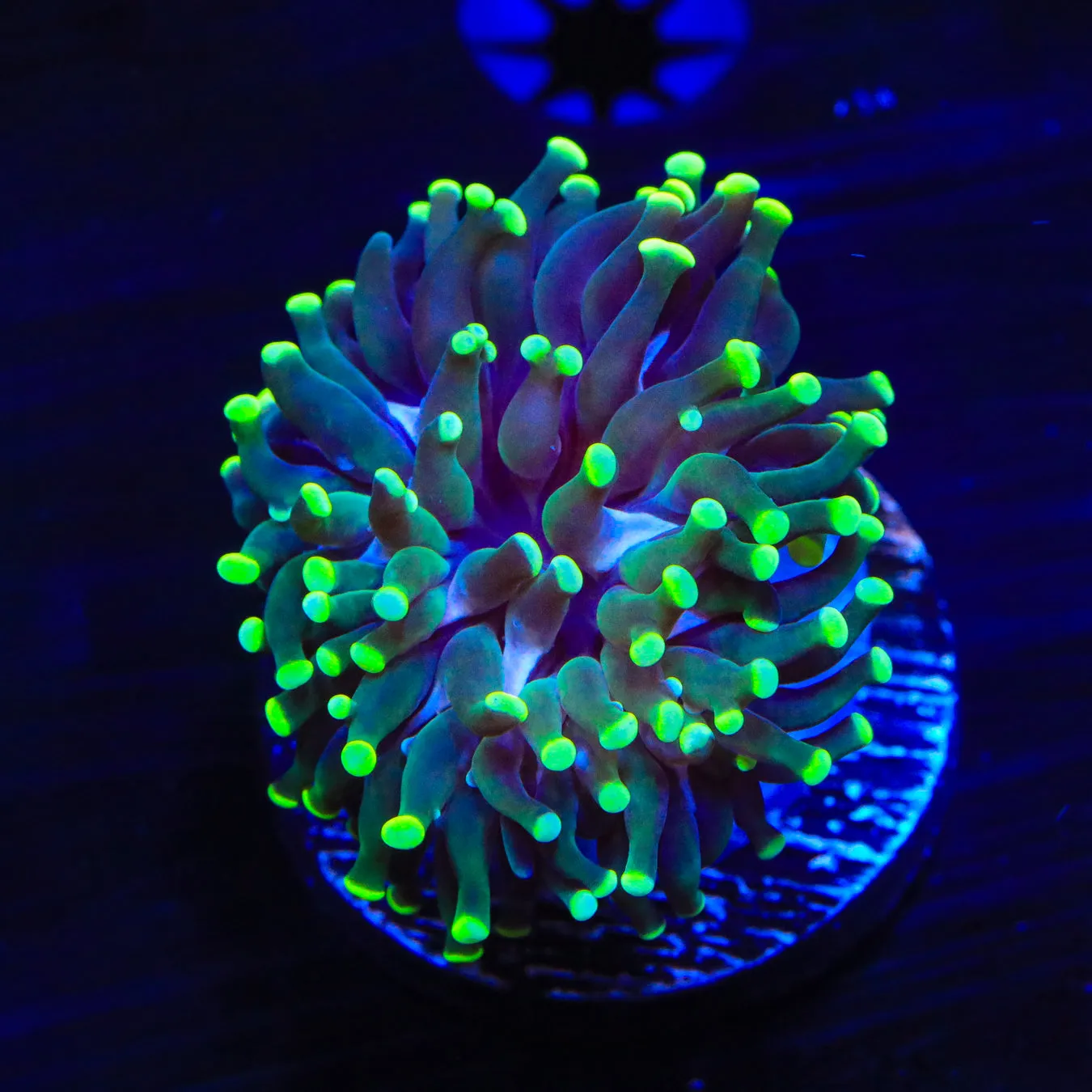 Neon Tip Cristata Coral