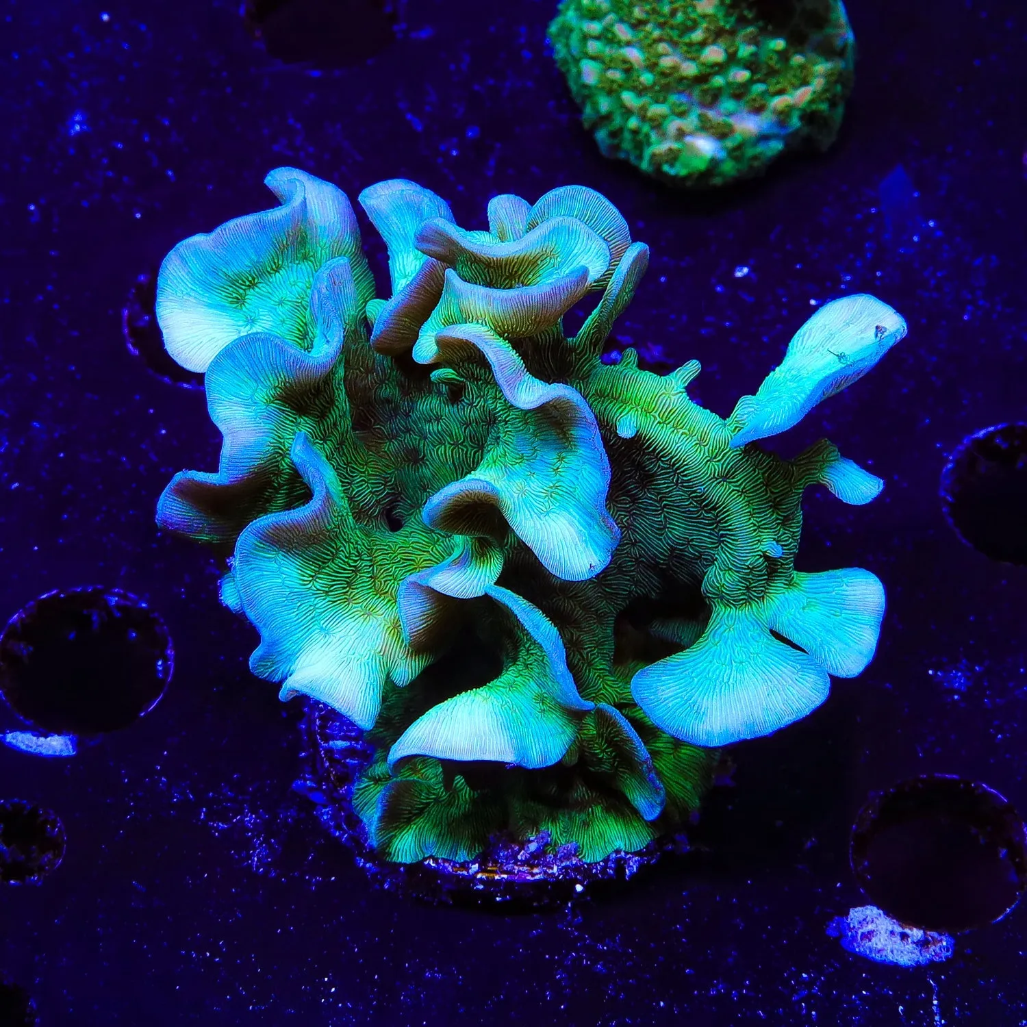 ORA Mint Pavona Coral