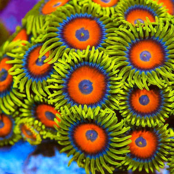 Super Saiyan Zoanthids Coral